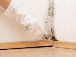 Why You Should Choose Our Mold Remediation Services in Morehead, KY